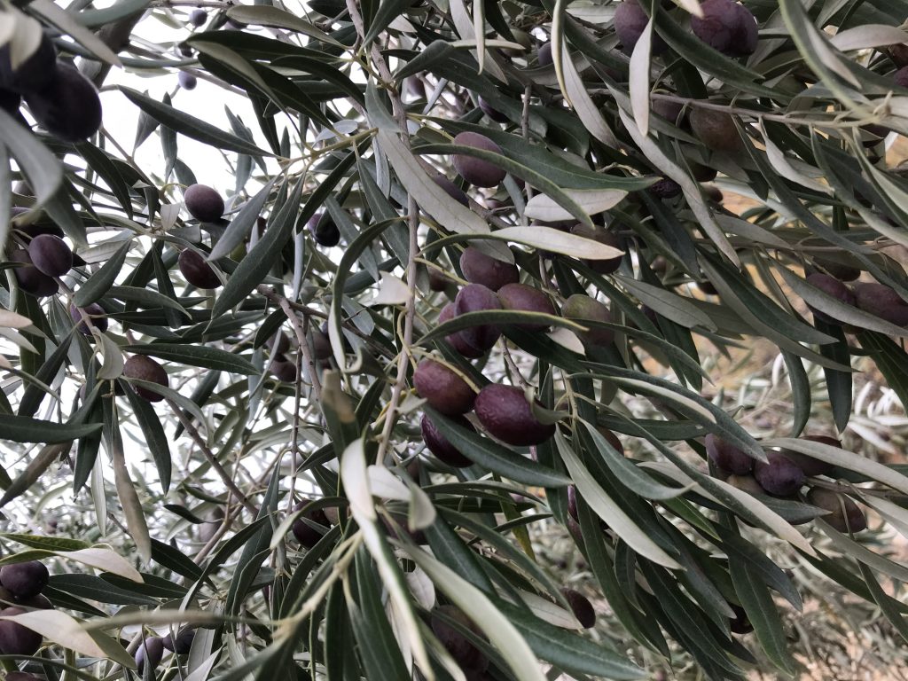 Oliven im Winter
