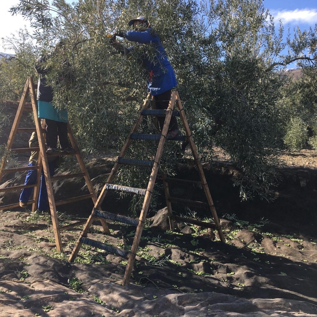 Ernte im November, für das fruchtig-pikante Olivenöl von Mi Olivar