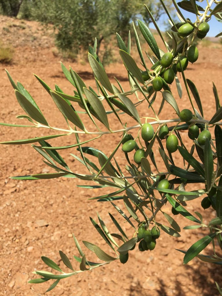 Mi Olivar Olivenöl aus Spanien grüne Oliven am Olivenbaum