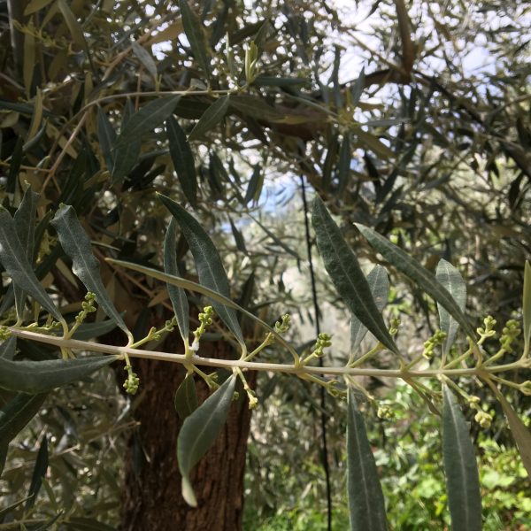 Zyklus der Olive Olivenbaum Knospen MiOlivar